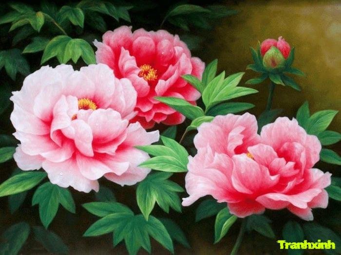 hoa mẫu đơn tươi