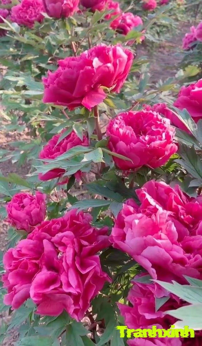 hoa mẫu đơn và cánh hoa