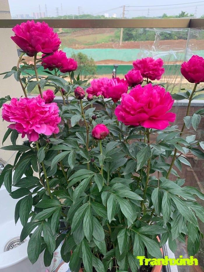 hoa mẫu đơn và hạnh phúc