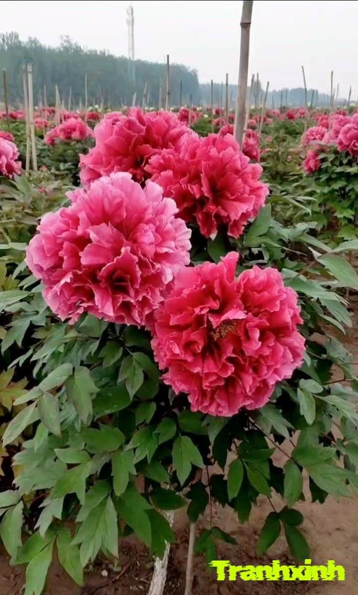 hoa mẫu đơn và may mắn