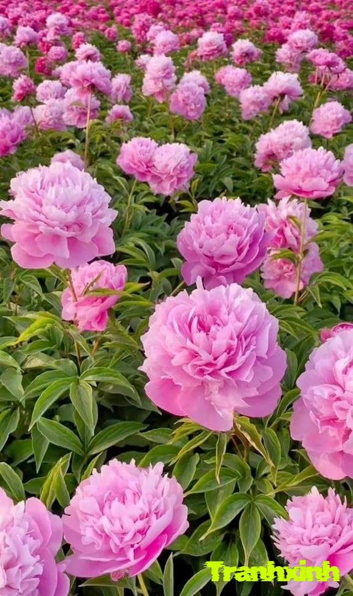 hoa mẫu đơn và vẻ đẹp