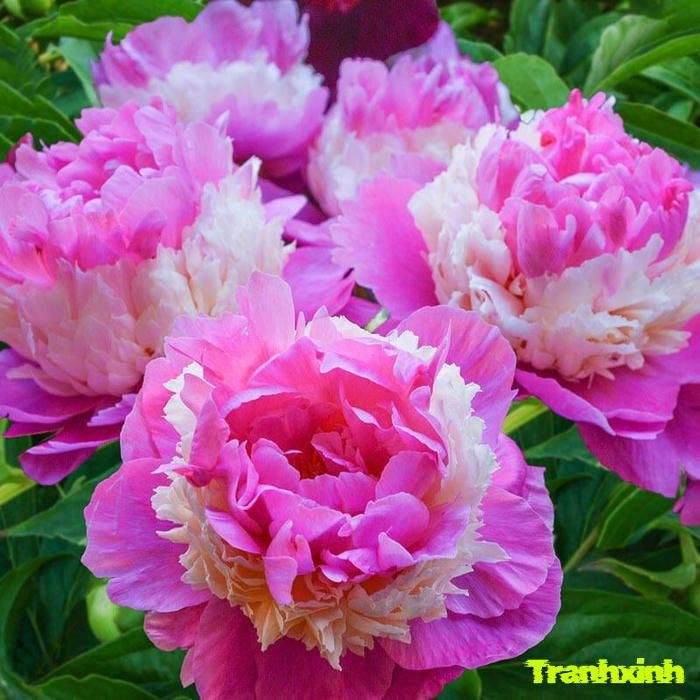 hoa mẫu đơn việt nam