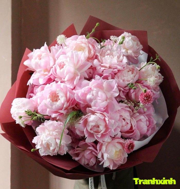 hoa mẫu đơn vương giả