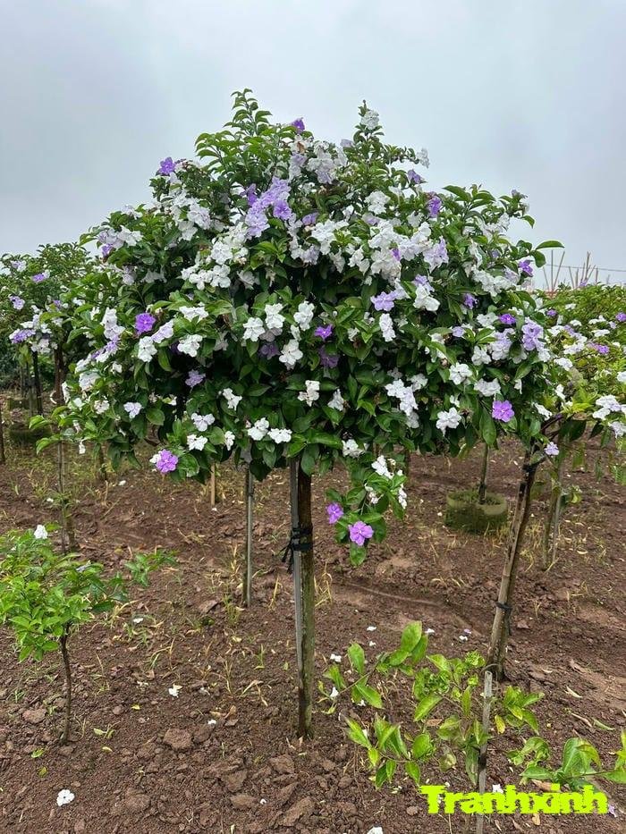 hoa nhài cho thiết kế