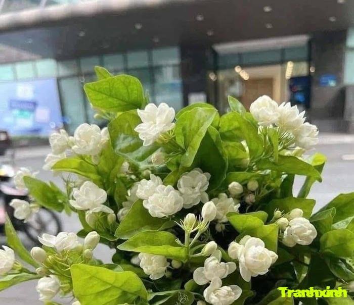 hoa nhài hương thơm