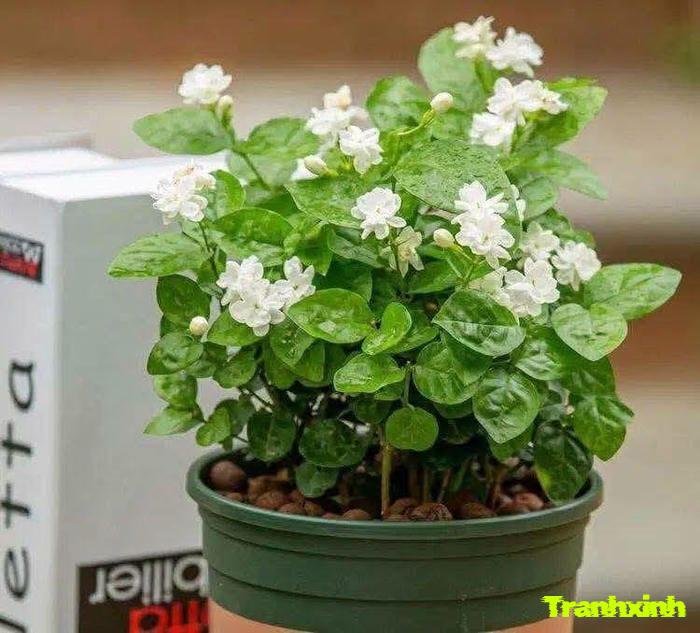 hoa nhài màu trắng tinh