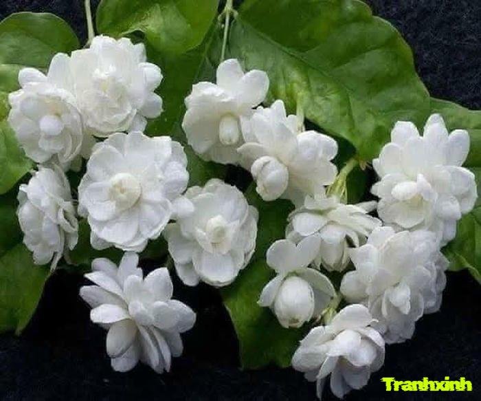 hoa nhài và ánh sáng