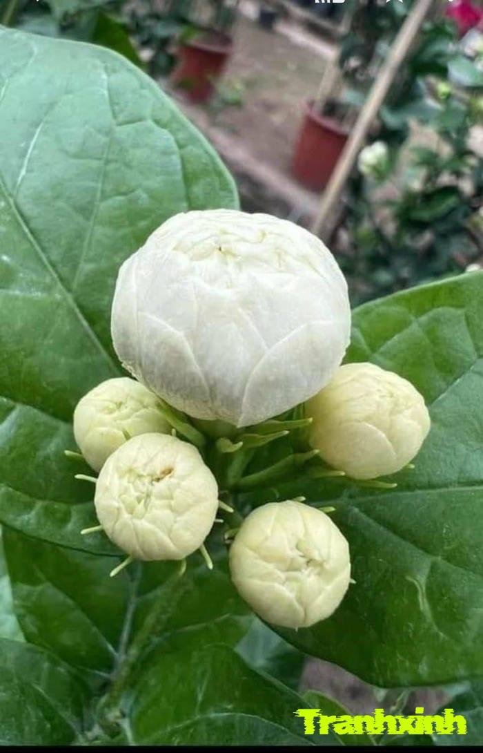 hoa nhài và cánh hoa