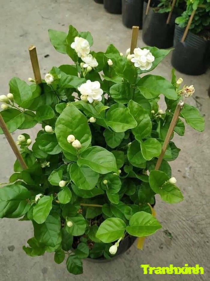 hoa nhài và lá xanh