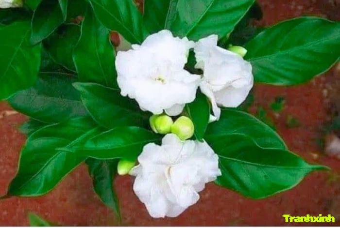 hoa nhài và sự tinh khiết