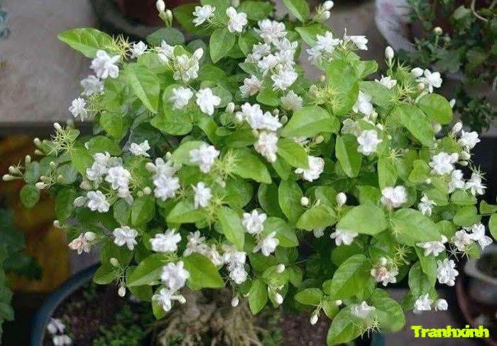 hoa nhài việt nam