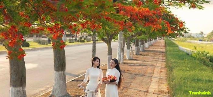 hoa phượng báo hiệu hè