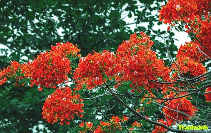 hoa phượng cho background