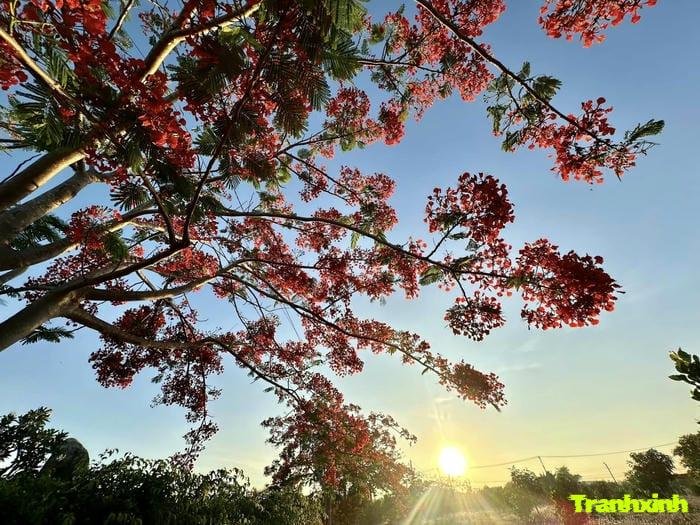 hoa phượng mùa hè