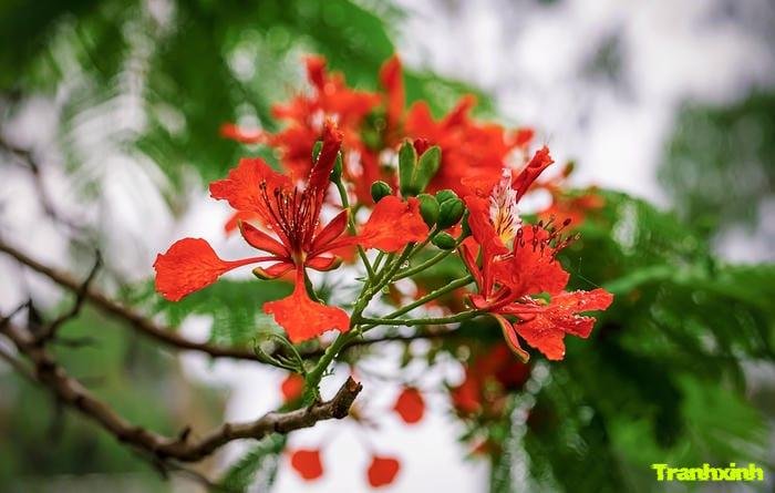 hoa phượng thẩm mỹ