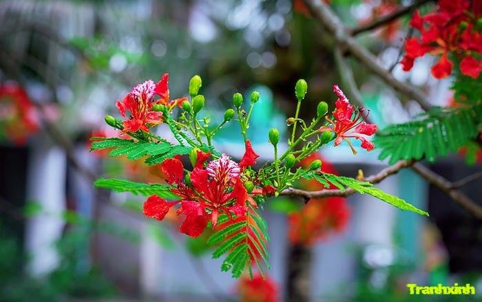 hoa phượng trên cây