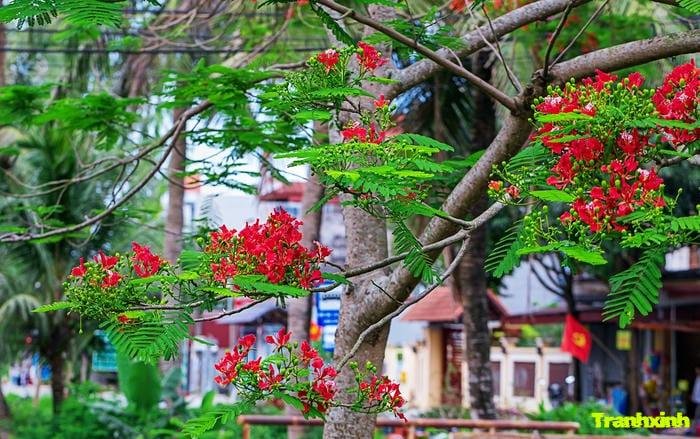 hoa phượng tươi