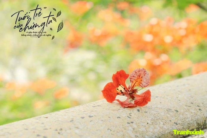 hoa phượng và nắng