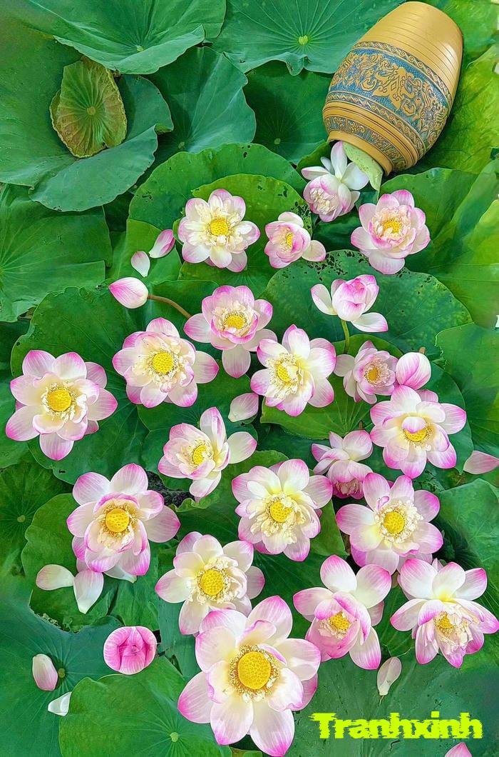 hoa sen tươi