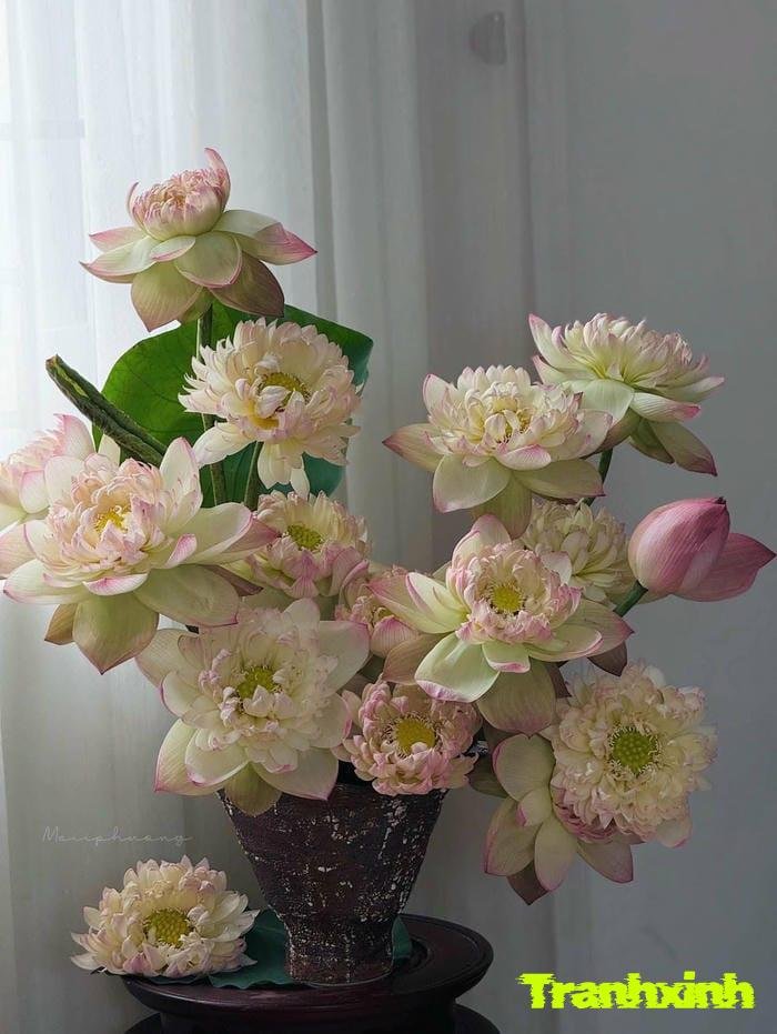 hoa sen và mùa hè