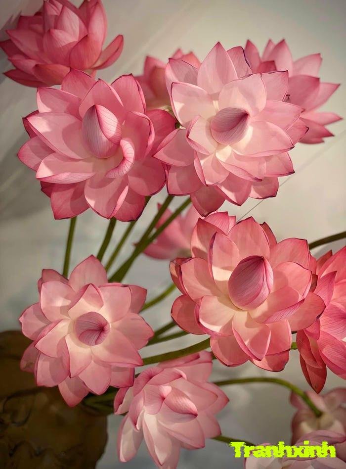 hoa sen và sự kiên trì