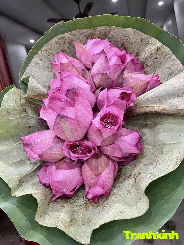 hoa sen và sự thanh cao