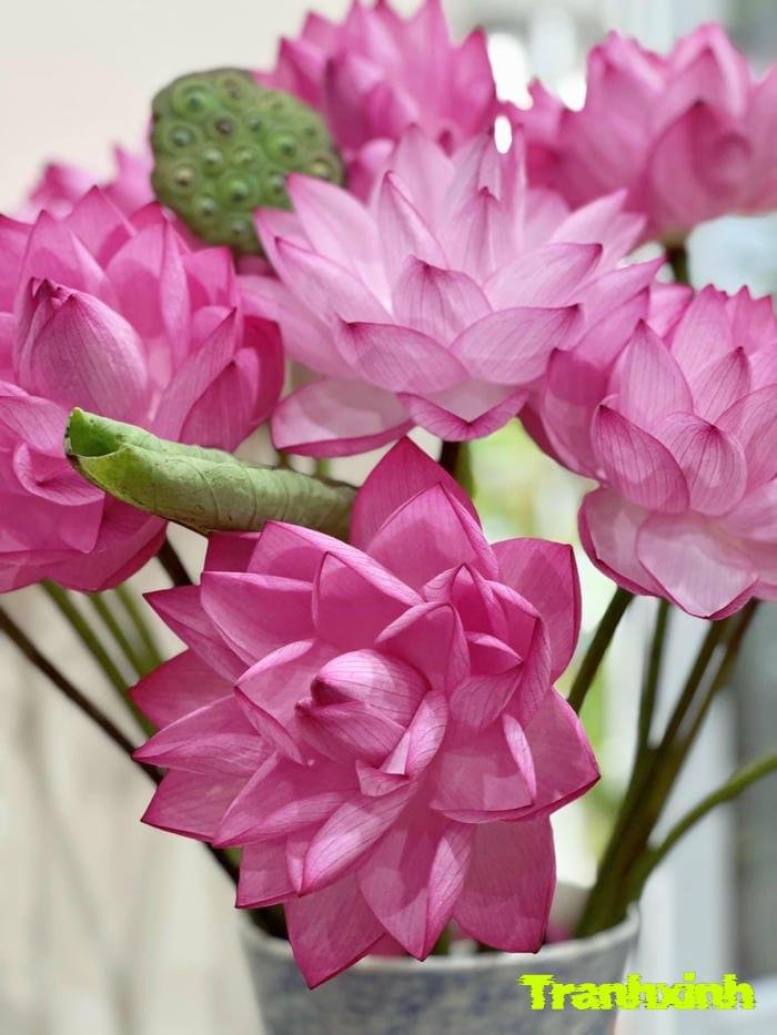 hoa sen và vẻ đẹp