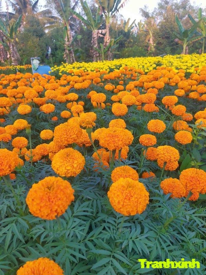 hoa tết buổi sáng