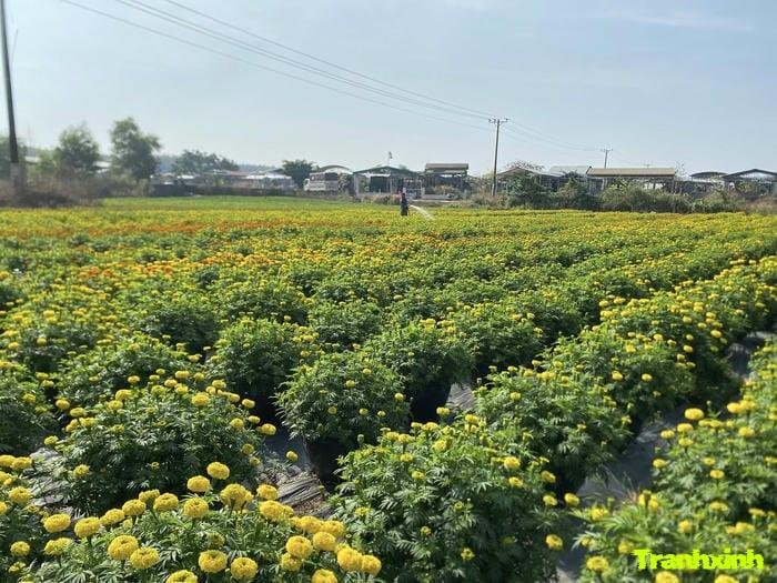 hoa tết cho background