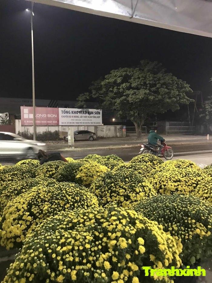 hoa tết truyền thống