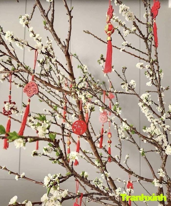 Tổng hợp 325+ ảnh hoa tết cực đẹp và vô cùng rạng rỡ