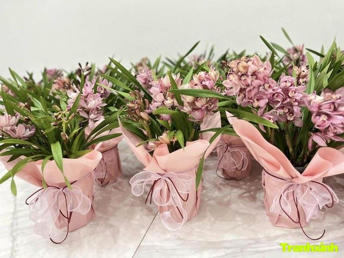 hoa tết và may mắn