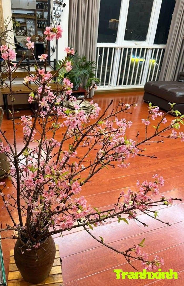 hoa tết và niềm vui