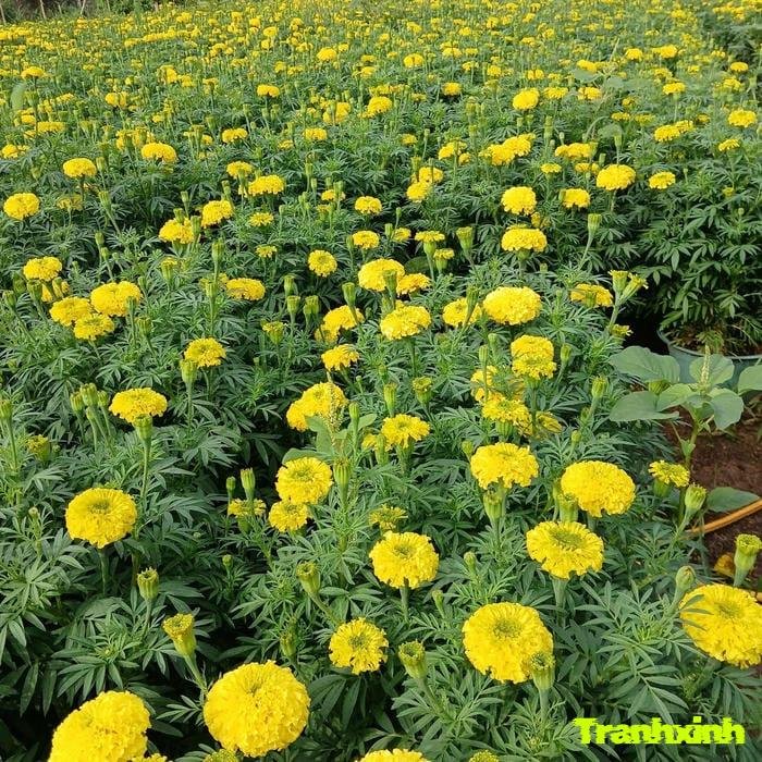 hoa tết và sự khởi đầu