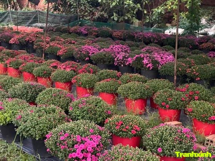 hoa tết và sự sung túc