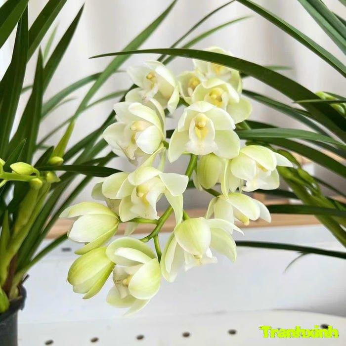 hoa trắng cho thiết kế