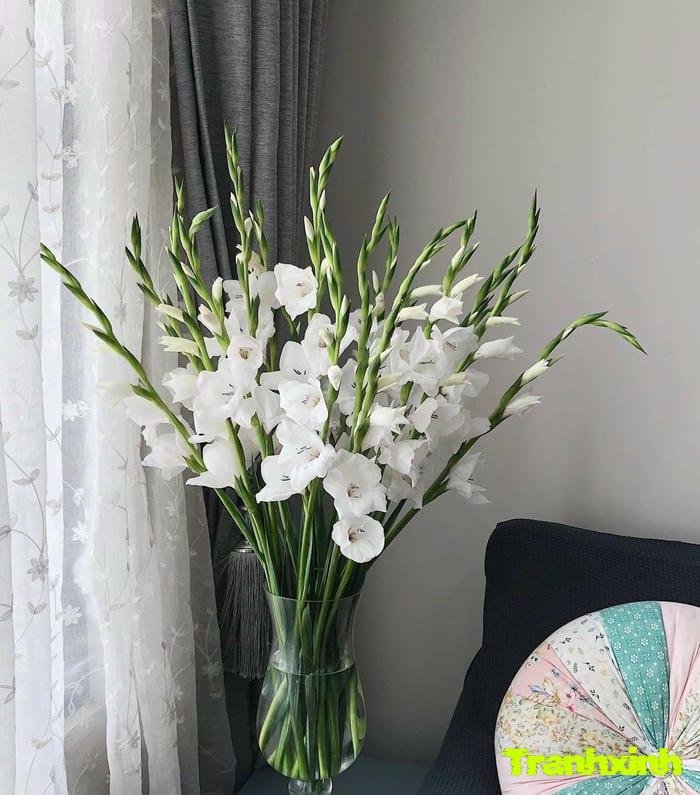 hoa trắng lãng mạn