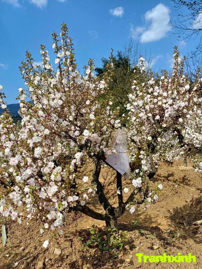 hoa trắng trong vườn