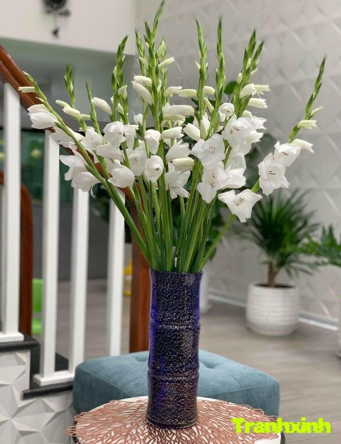 hoa trắng và ánh sáng