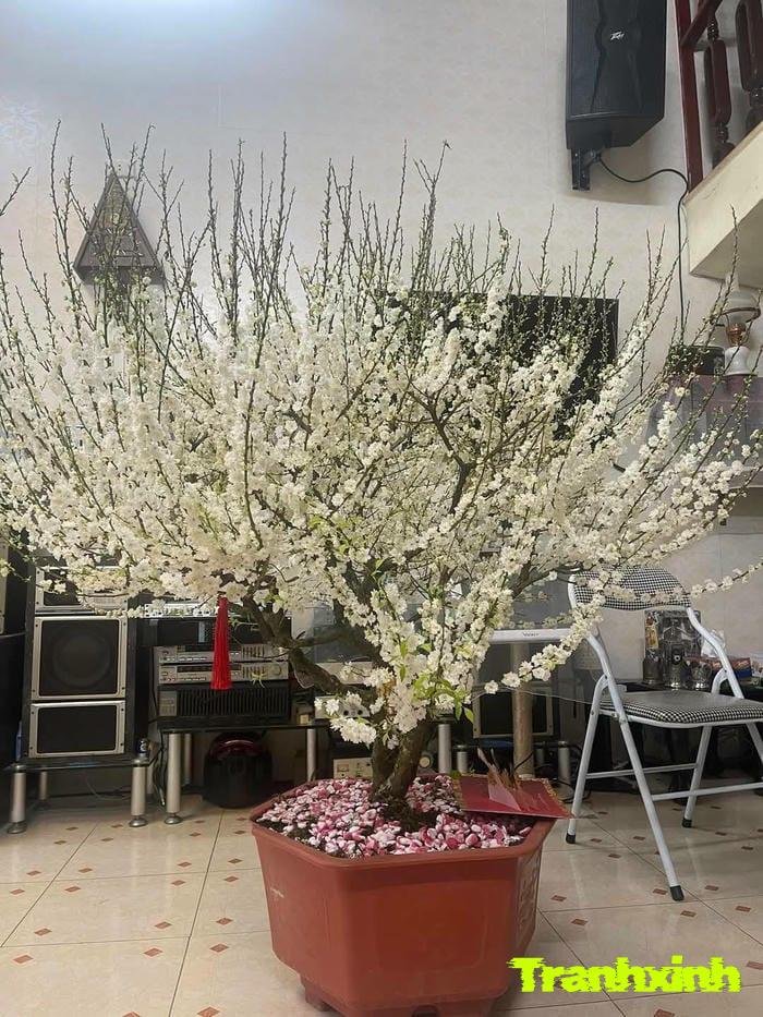 hoa trắng và sự ngây thơ