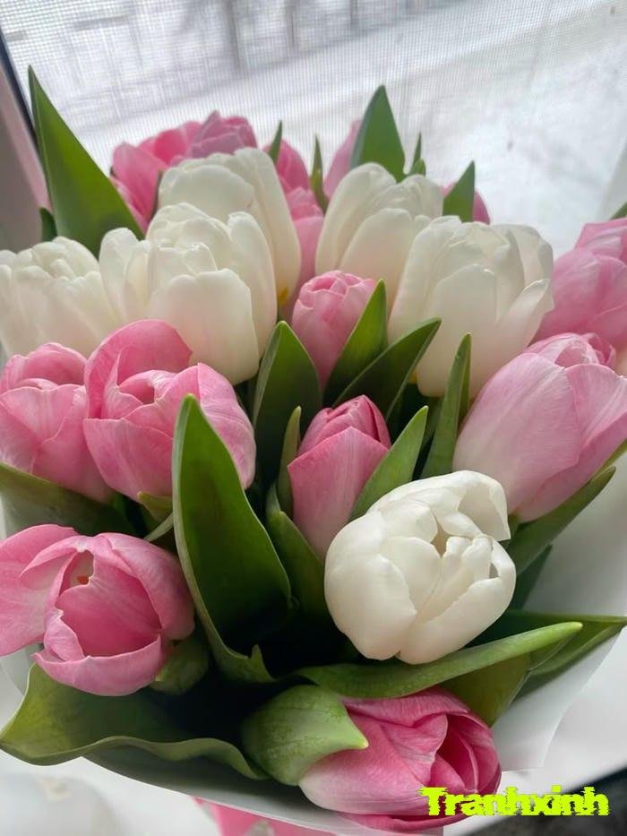 hoa tulip cho background