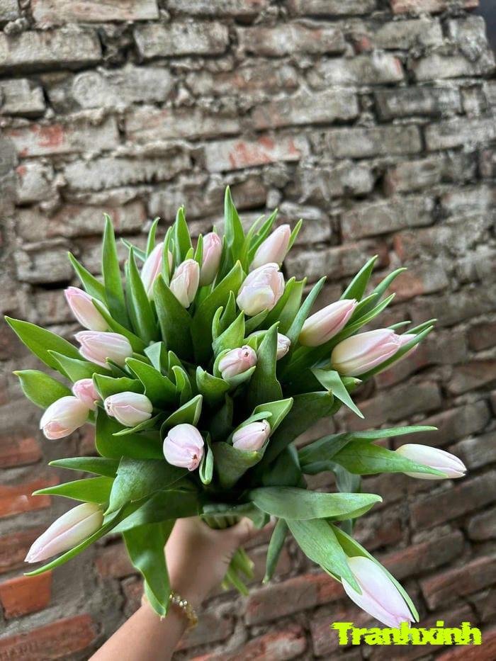 hoa tulip đẹp và thanh lịch