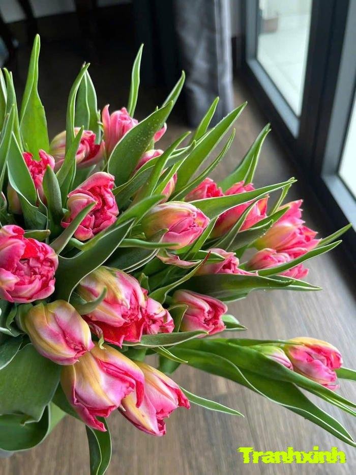 hoa tulip kiểu vintage