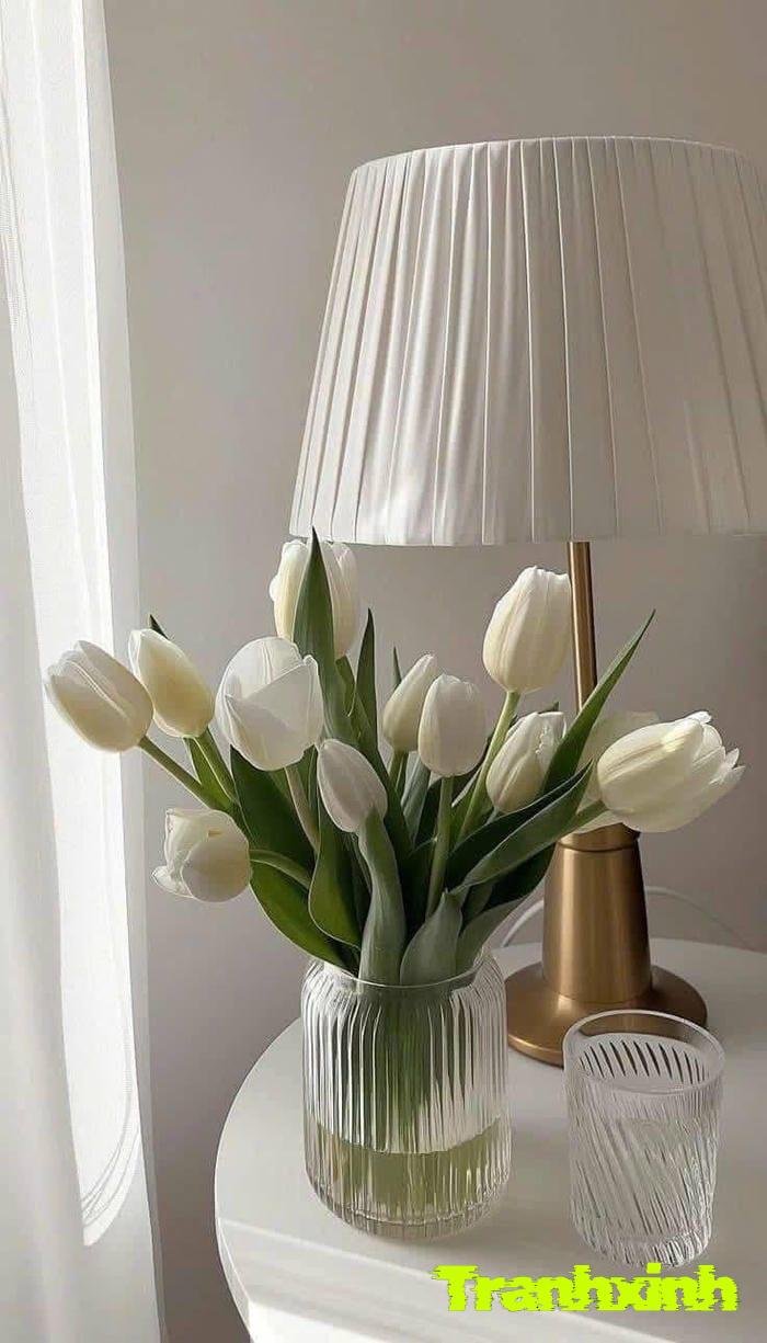 hoa tulip lãng mạn