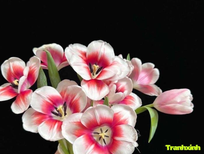 hoa tulip màu hồng