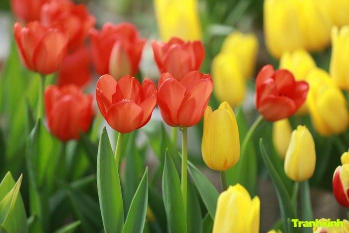 hoa tulip màu vàng