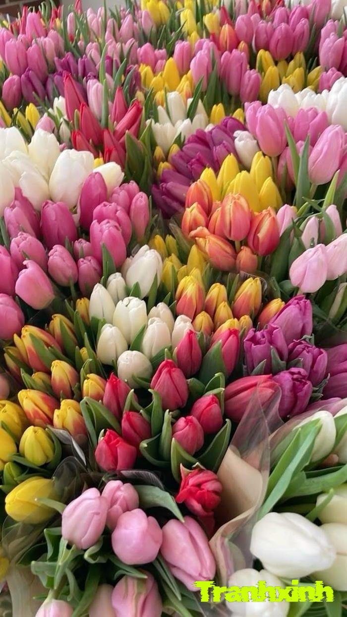 hoa tulip trong vườn