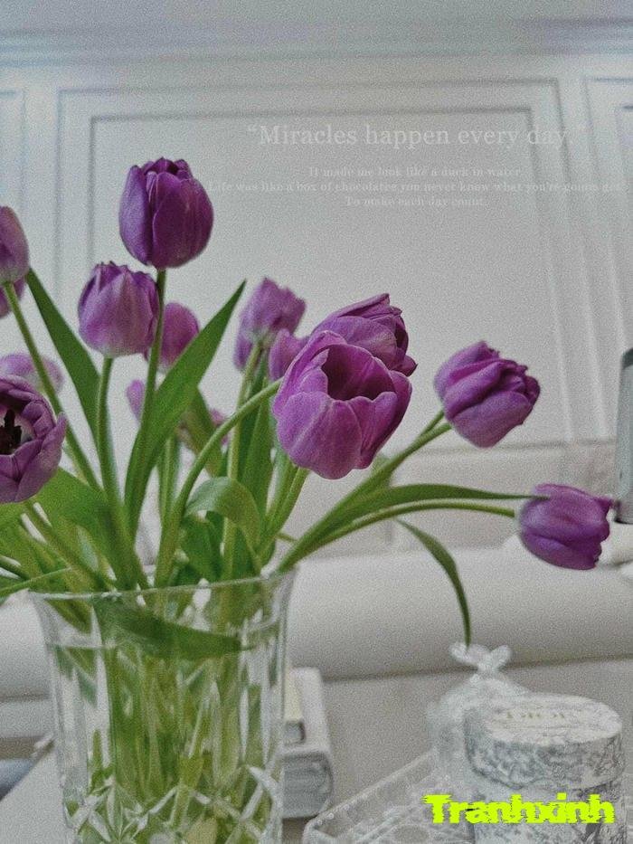 hoa tulip và cánh hoa