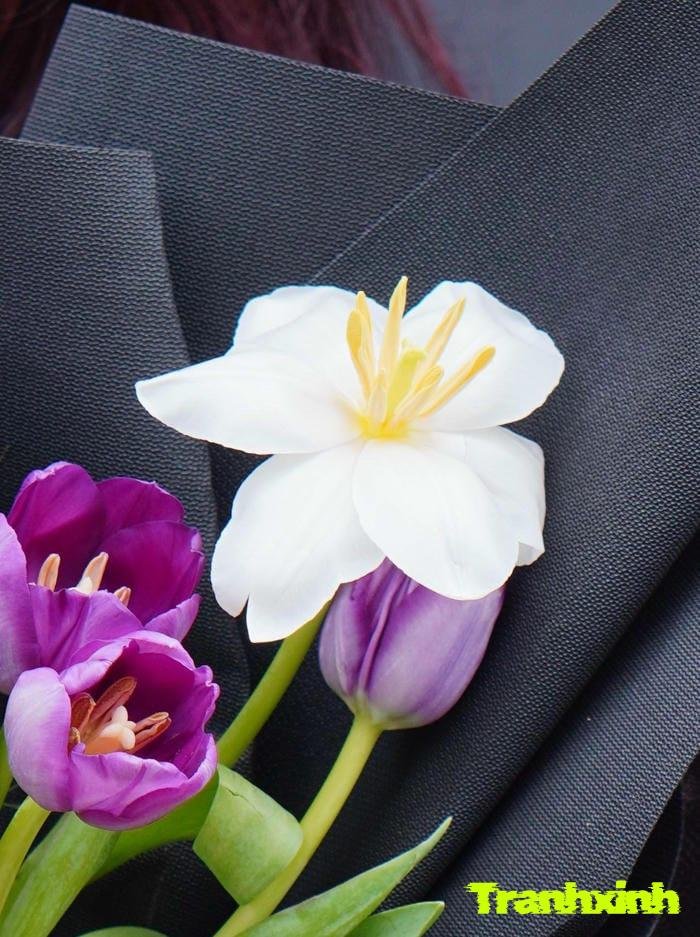 hoa tulip và mùa xuân