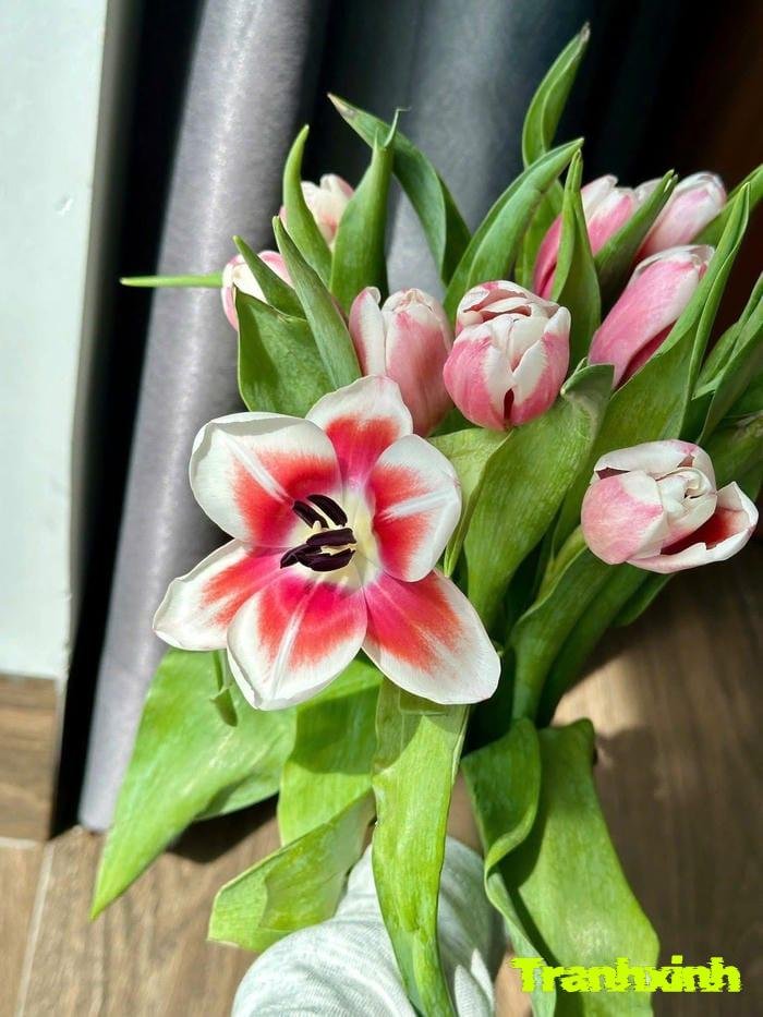 hoa tulip và sự giàu có